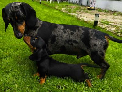 IKC Registered Miniature Dachshund puppies in Westmeath