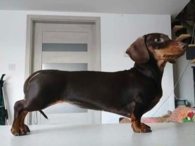 IKC Registered Miniature Dachshund puppies in Westmeath