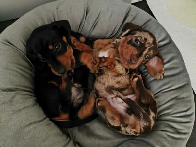 IKC Registered Miniature Dachshund puppies in Westmeath