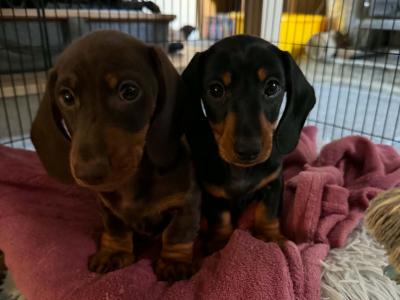 IKC Registered Miniature Dachshund puppies in Westmeath