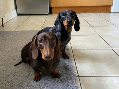 IKC Registered Miniature Dachshund puppies in Westmeath
