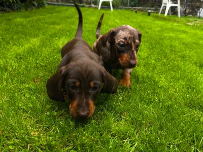 IKC Registered Miniature Dachshund puppies in Westmeath