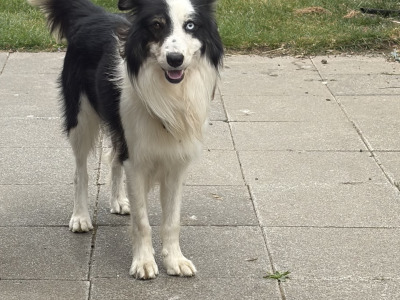 Male Border Collie dog 3 years 9 months old in Dublin