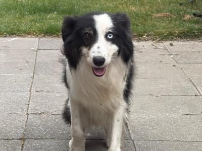 Male Border Collie dog 3 years 9 months old in Dublin