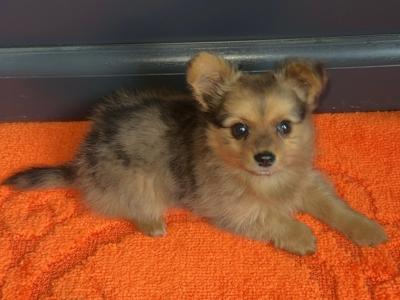 Teddy is a male Pomchi puppy (Pomeranian x Chihuahua) in Limerick