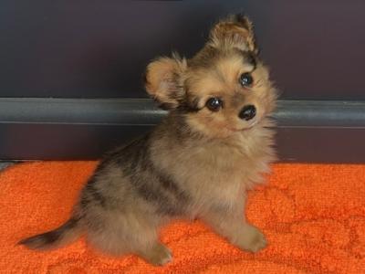 Teddy is a male Pomchi puppy (Pomeranian x Chihuahua) in Limerick