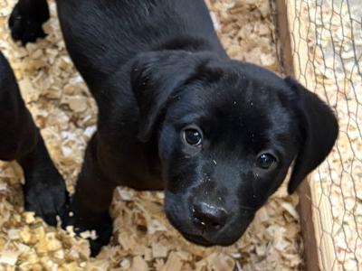 IKC Registered female Labrador puppies in Cavan. Hunting pedigree. F.T.ch lines