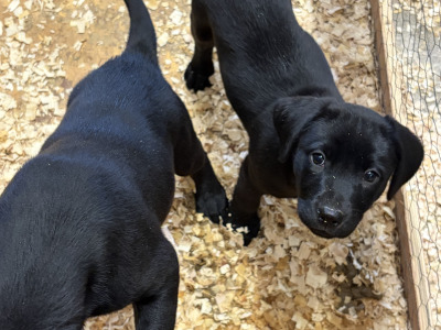 IKC Labrador Female pups. Hunting pedigree. F.T.ch lines