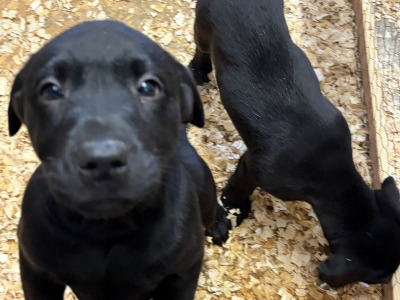 IKC Labrador Female pups. Hunting pedigree. F.T.ch lines