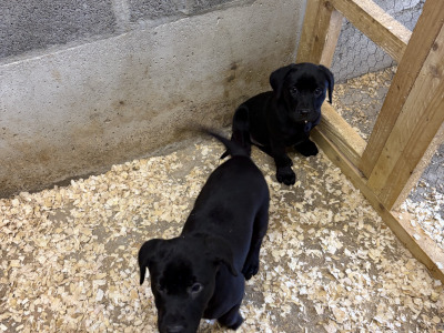 IKC Labrador Female pups. Hunting pedigree. F.T.ch lines