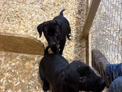 IKC Labrador Female pups. Hunting pedigree. F.T.ch lines