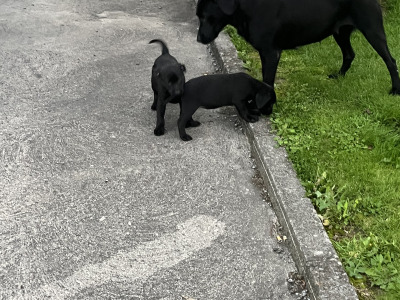 IKC Labrador Female pups. Hunting pedigree. F.T.ch lines