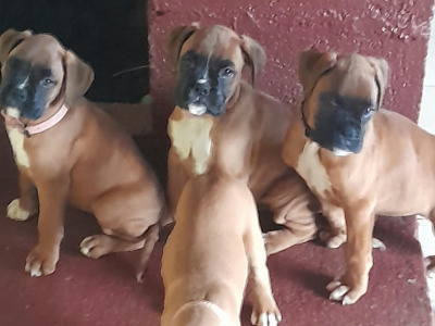 Boxer Puppies for Sale
