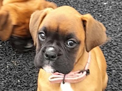 Boxer Puppies for Sale