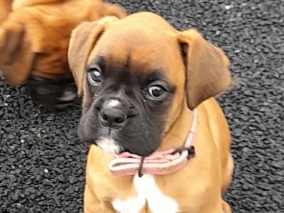 IKC Registered Boxer puppies for sale in Kilkenny