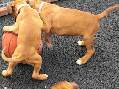 Boxer Puppies for Sale