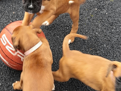 Boxer Puppies for Sale
