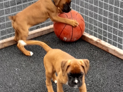 Boxer Puppies for Sale