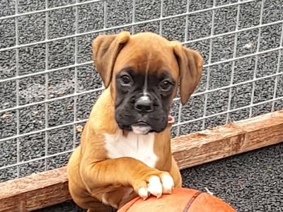 Boxer Puppies for Sale