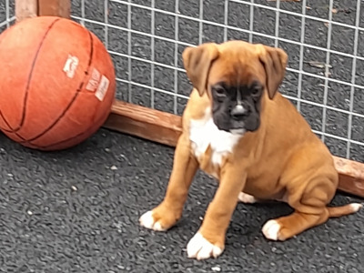 Boxer Puppies for Sale