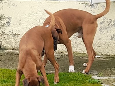 Boxer Puppies for Sale