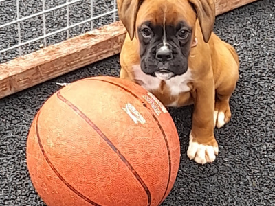 Boxer Puppies for Sale