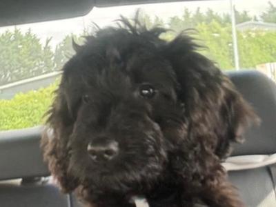 F1B Cockapoo Puppy