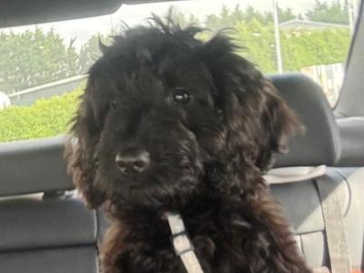 Rosie is an F1B female Cockapoo puppy 4 months old in Limerick