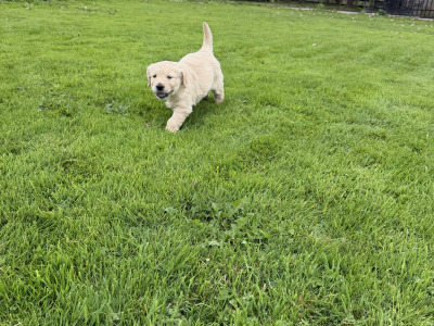 Golden Retriever male Pup for sale
