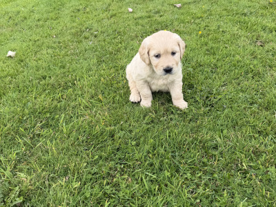 Golden Retriever male Pup for sale
