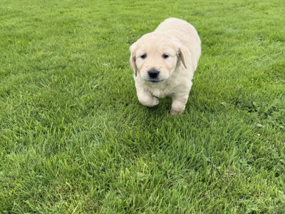 Golden Retriever male Pup for sale
