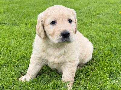 Male Golden Retriever puppy for sale in Roscommon