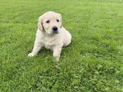 Golden Retriever male Pup for sale