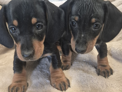 Miniature Daschund puppies in Monaghan
