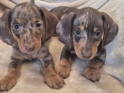 Miniature Daschund puppies in Monaghan