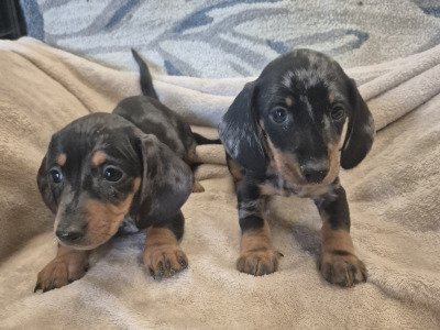 Miniature Daschund puppies in Monaghan