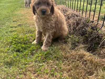 🐶 Beautiful Miniature Poodle Puppies 🐶
