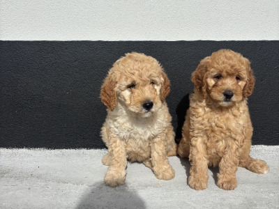 🐶 Beautiful Miniature Poodle Puppies 🐶