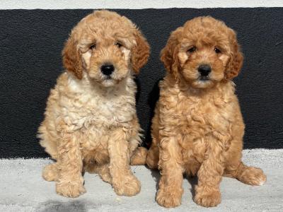 🐶 Beautiful Miniature Poodle puppies in Carlow *1 male available *🐶