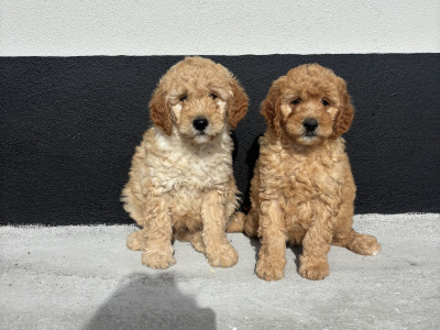 🐶 Beautiful Miniature Poodle Puppies 🐶