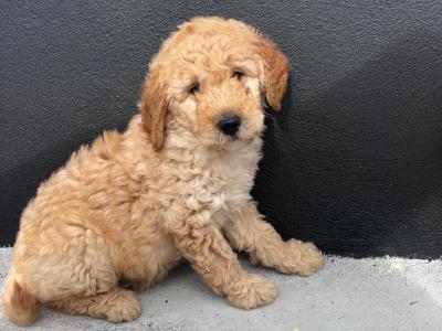 🐶 Beautiful Miniature Poodle Puppies 🐶