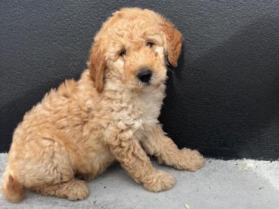 🐶 Beautiful Miniature Poodle puppies in Carlow *1 male available *🐶