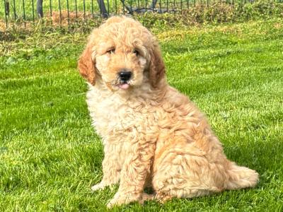 🐶 Beautiful Miniature Poodle puppies in Carlow *1 male available *🐶