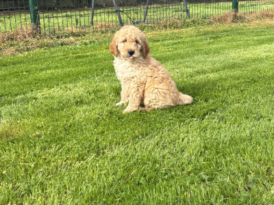 🐶 Beautiful Miniature Poodle Puppies 🐶
