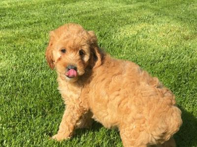🐶 Beautiful Miniature Poodle Puppies 🐶