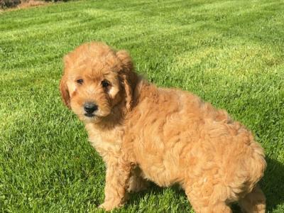 🐶 Beautiful Miniature Poodle Puppies 🐶