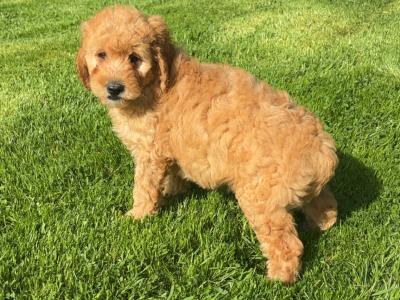 🐶 Beautiful Miniature Poodle Puppies 🐶