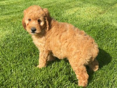🐶 Beautiful Miniature Poodle puppies in Carlow 🐶