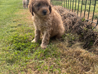🐶 Beautiful Miniature Poodle Puppies 🐶