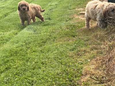 🐶 Beautiful Miniature Poodle Puppies 🐶